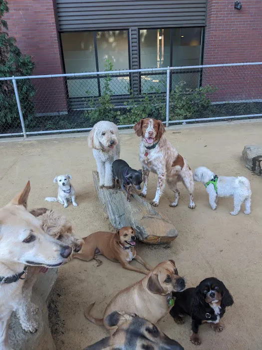 Avalon Dogpatch Dog Park 5