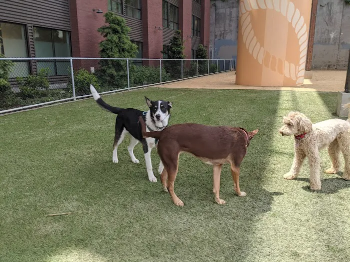 Avalon Dogpatch Dog Park 8