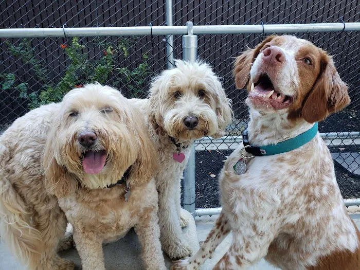 Avalon Dogpatch Dog Park 2