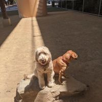 Avalon Dogpatch Dog Park ico