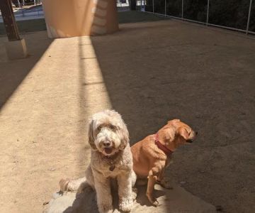 Avalon Dogpatch Dog Park