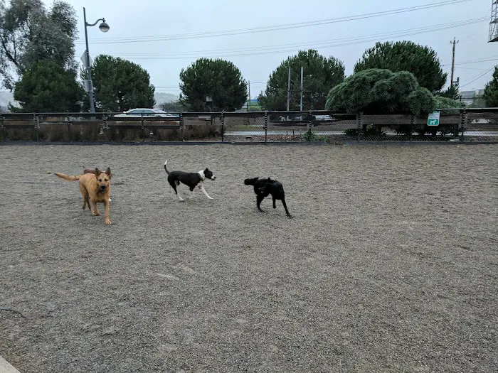 Berry Street Dog Park 4