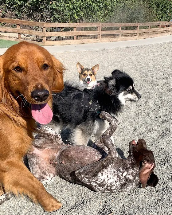 Berry Street Dog Park 7