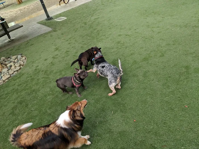 Berry Street Dog Park 9