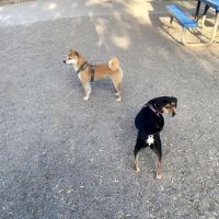 Mission Creek Dog Park ico