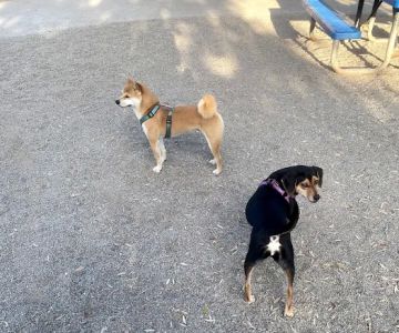 Mission Creek Dog Park