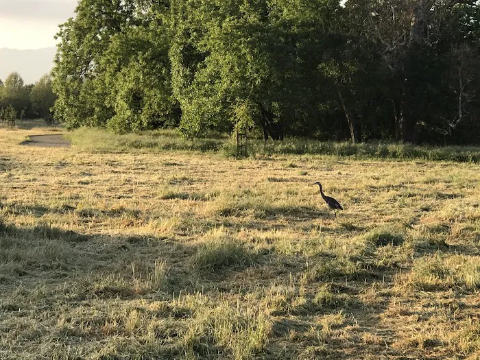 Cubby's Dog Park 7