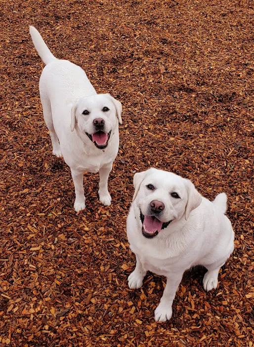 Cubby's Dog Park 2