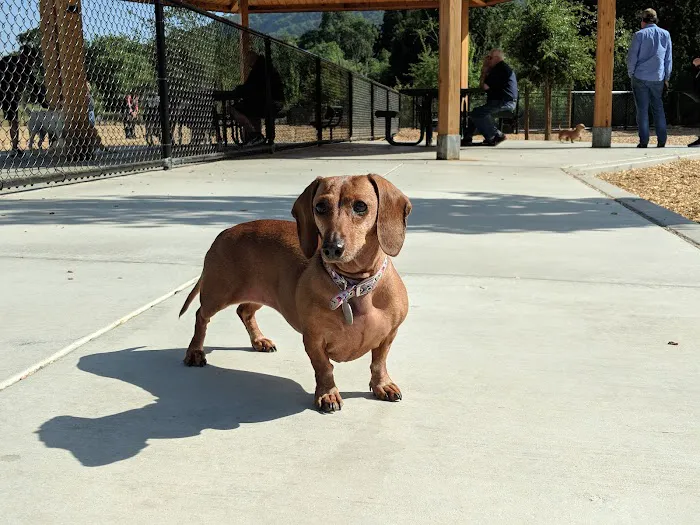 Cubby's Dog Park 5
