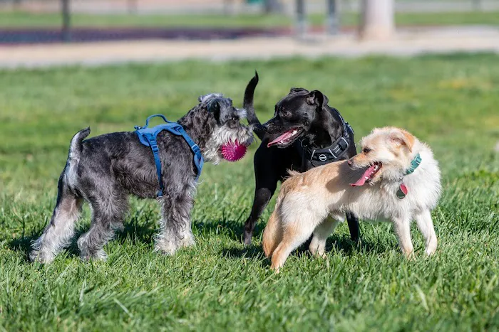 Dog Park for Small Dogs 3