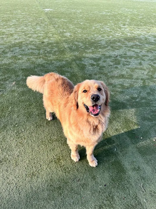 Dog Park for Small Dogs 1