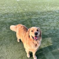 Dog Park for Small Dogs ico