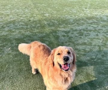 Dog Park for Small Dogs