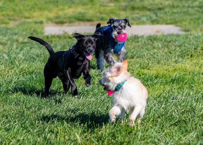 Dog Park for Small Dogs 2