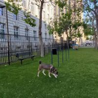 U.N. Plaza Dog Park ico