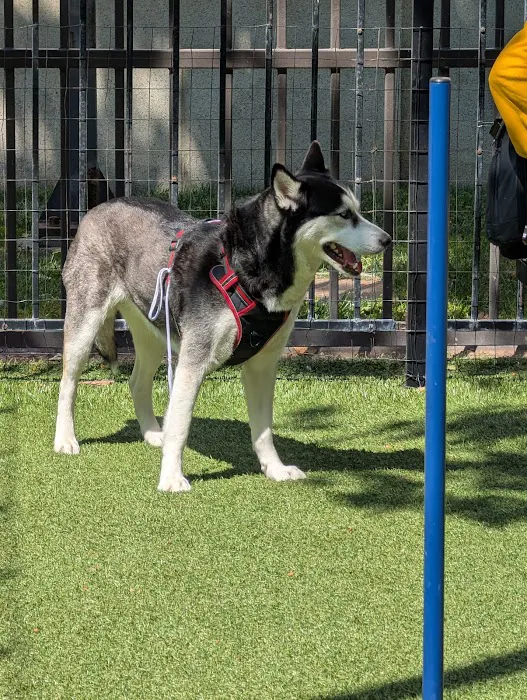 U.N. Plaza Dog Park 10
