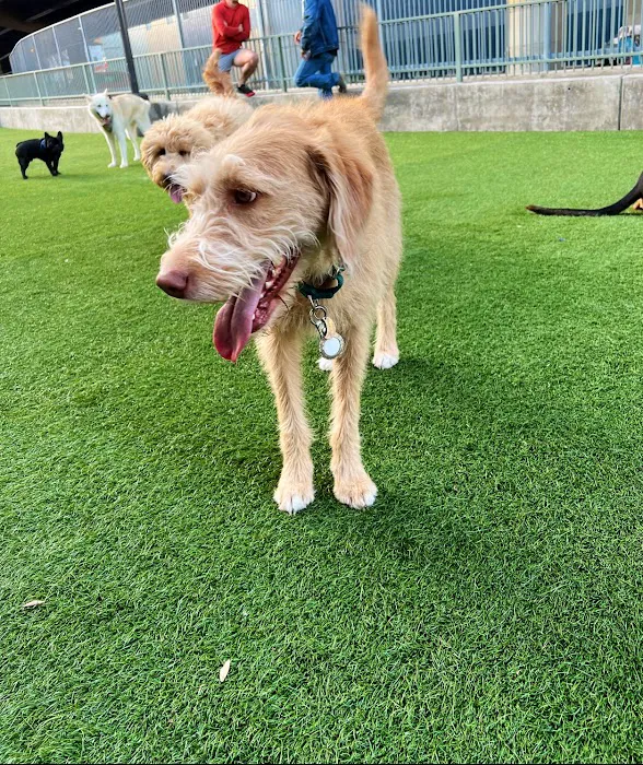 SoMa West Dog Park 10