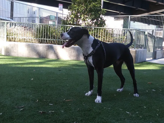 SoMa West Dog Park 7