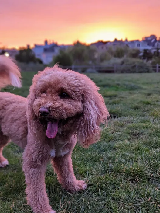 Alamo Square Dog Play Area 1