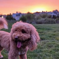 Alamo Square Dog Play Area ico