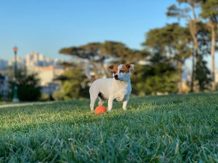 Alamo Square Dog Play Area 6