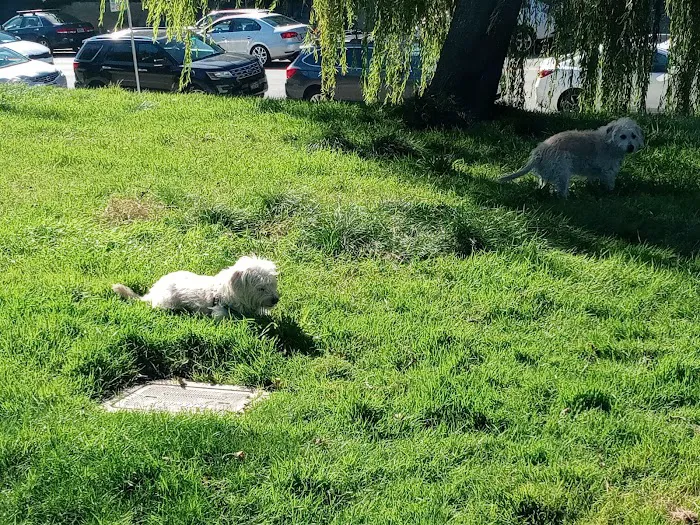 Alamo Square Dog Play Area 10