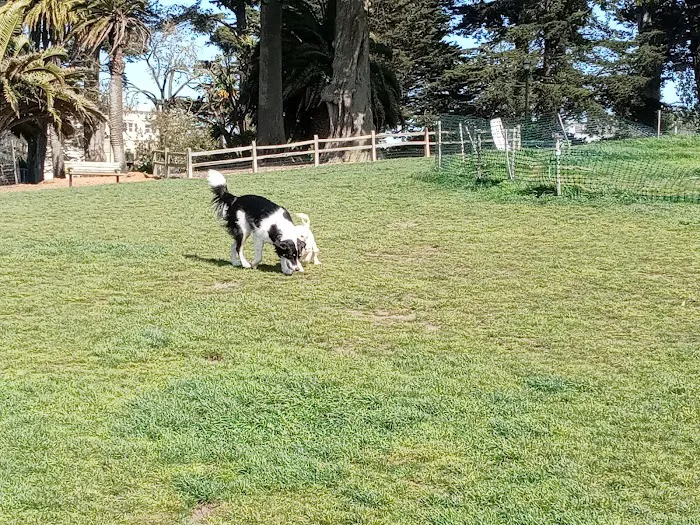 Alamo Square Dog Play Area 9
