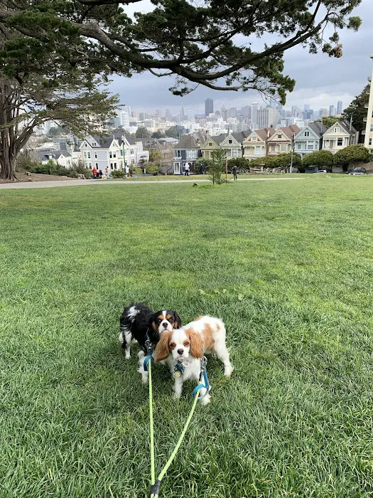Alamo Square Dog Play Area 8
