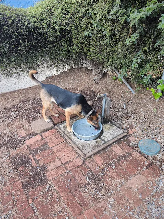 Progress Dog Run 7