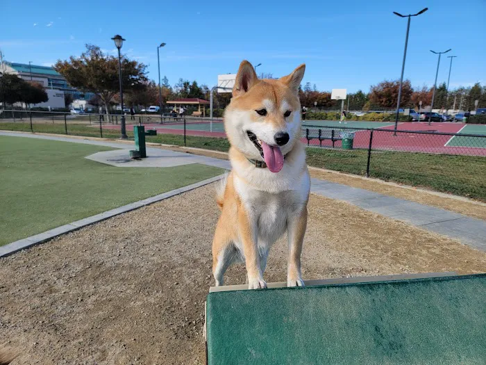 Central Park Dog Park 6