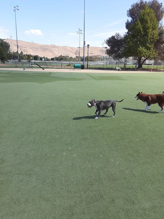 Central Park Dog Park 1