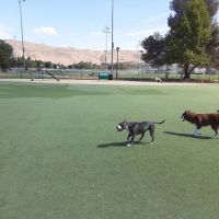 Central Park Dog Park ico