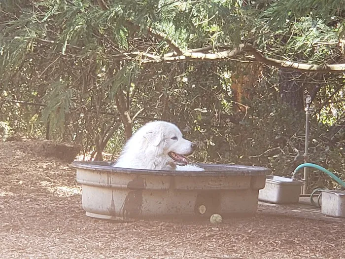 Villa Chanticleer Dog Park 2