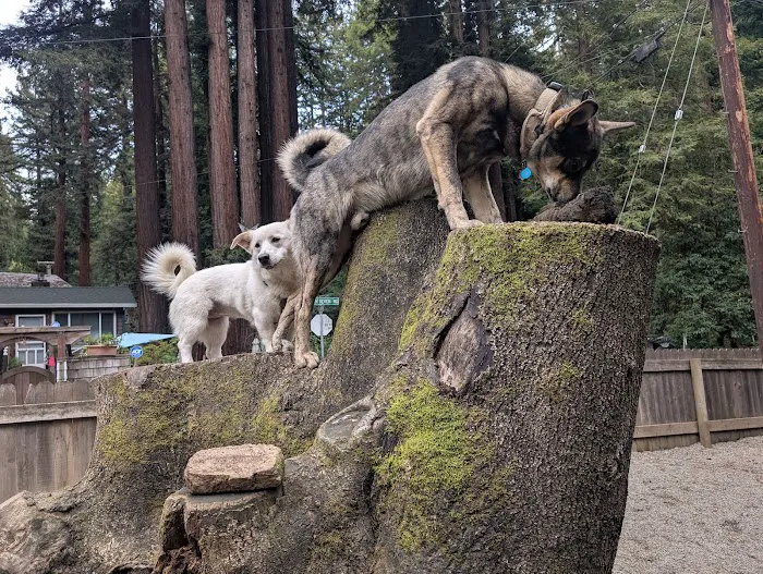 Bruno Farnocchia Dog Park 5