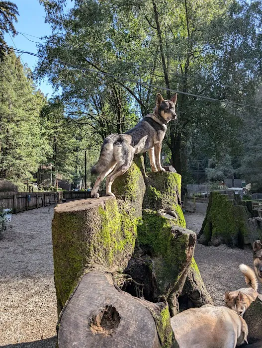 Bruno Farnocchia Dog Park 8