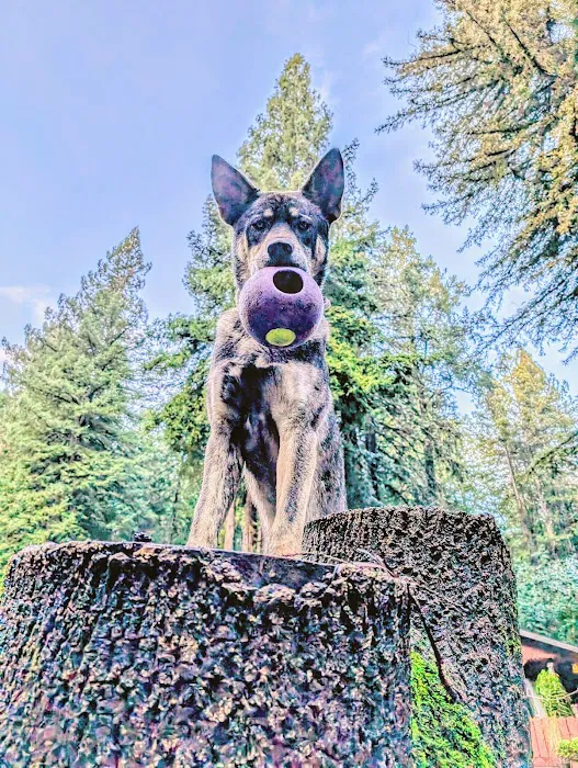 Bruno Farnocchia Dog Park 6