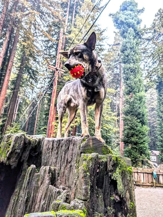 Bruno Farnocchia Dog Park 4