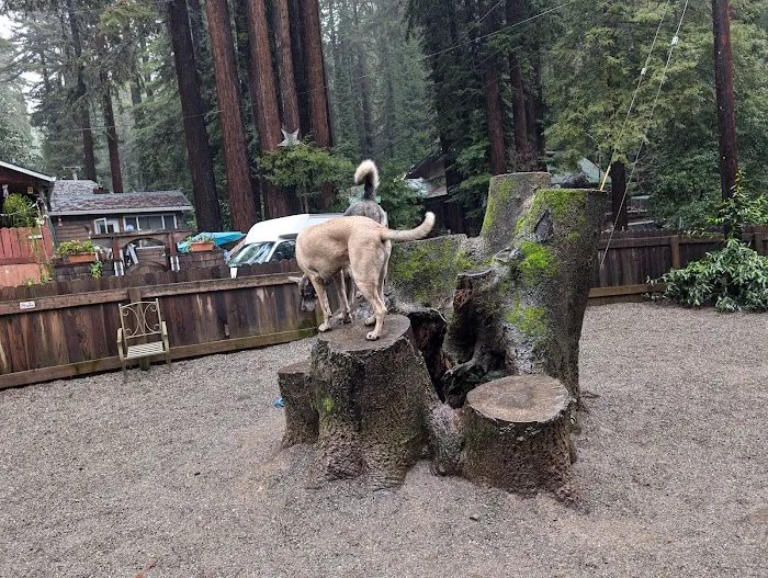Bruno Farnocchia Dog Park 7