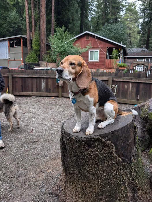 Bruno Farnocchia Dog Park 2