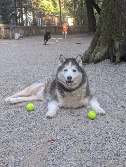 Bruno Farnocchia Dog Park 1