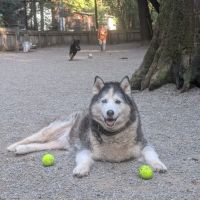 Bruno Farnocchia Dog Park ico