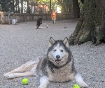 Bruno Farnocchia Dog Park