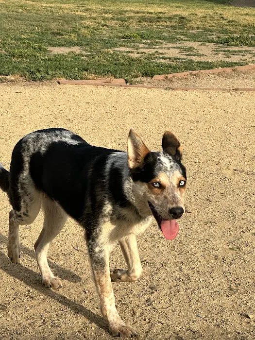 City of Milpitas Dog Park at Ed R. Levin 8