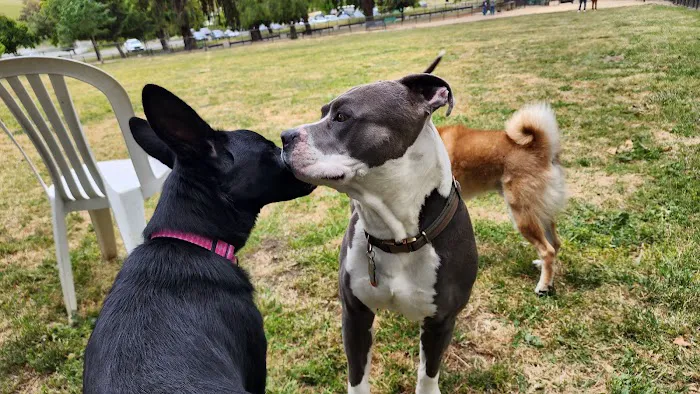City of Milpitas Dog Park at Ed R. Levin 9