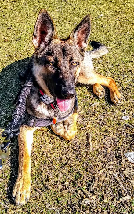 Newbark Dog Park 10