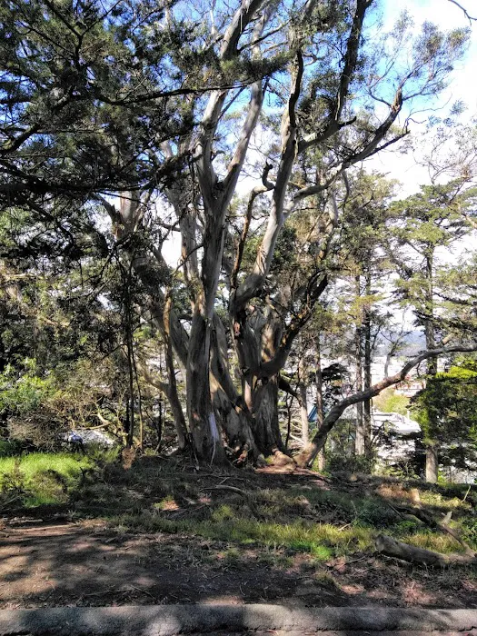 Buena Vista Dog Play Area 8