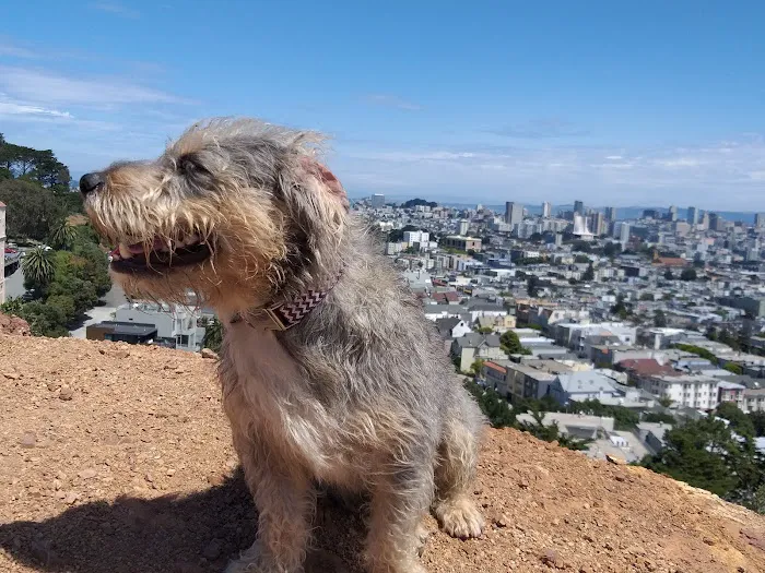 Corona Heights Dog Run 4
