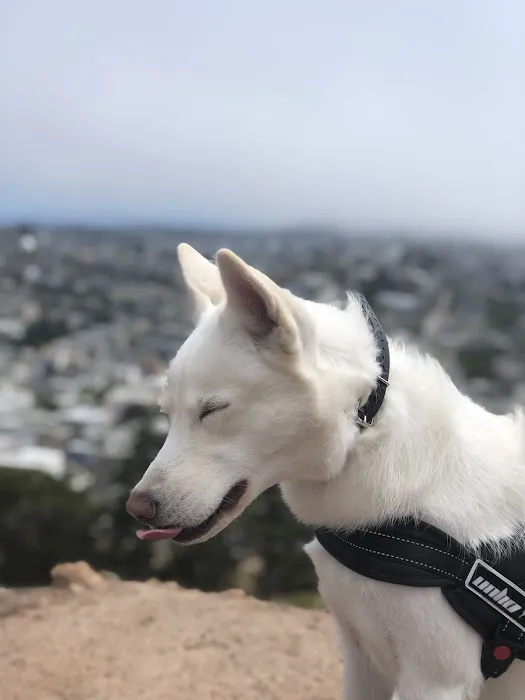 Corona Heights Dog Run 2