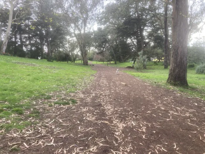 GGP Dog Play Area 1 4