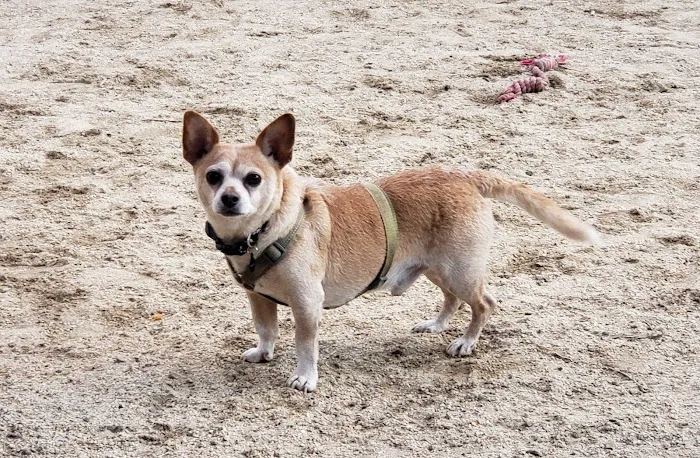 Eureka Valley Dog Play Area 3